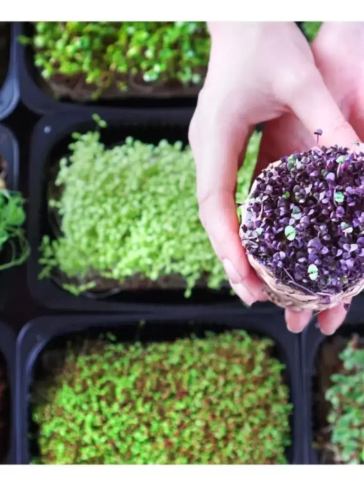 Microgreens, how to grow microgreens, microgreens seeds