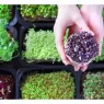 Microgreens, how to grow microgreens, microgreens seeds