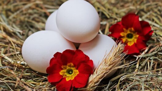 omega-3, eggs, straw, flower, white