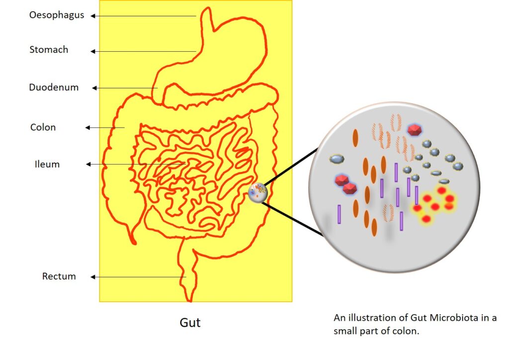 Synbiotic, Gut microbiota, Prebiotic. Dysbiosis symptoms, Probiotic