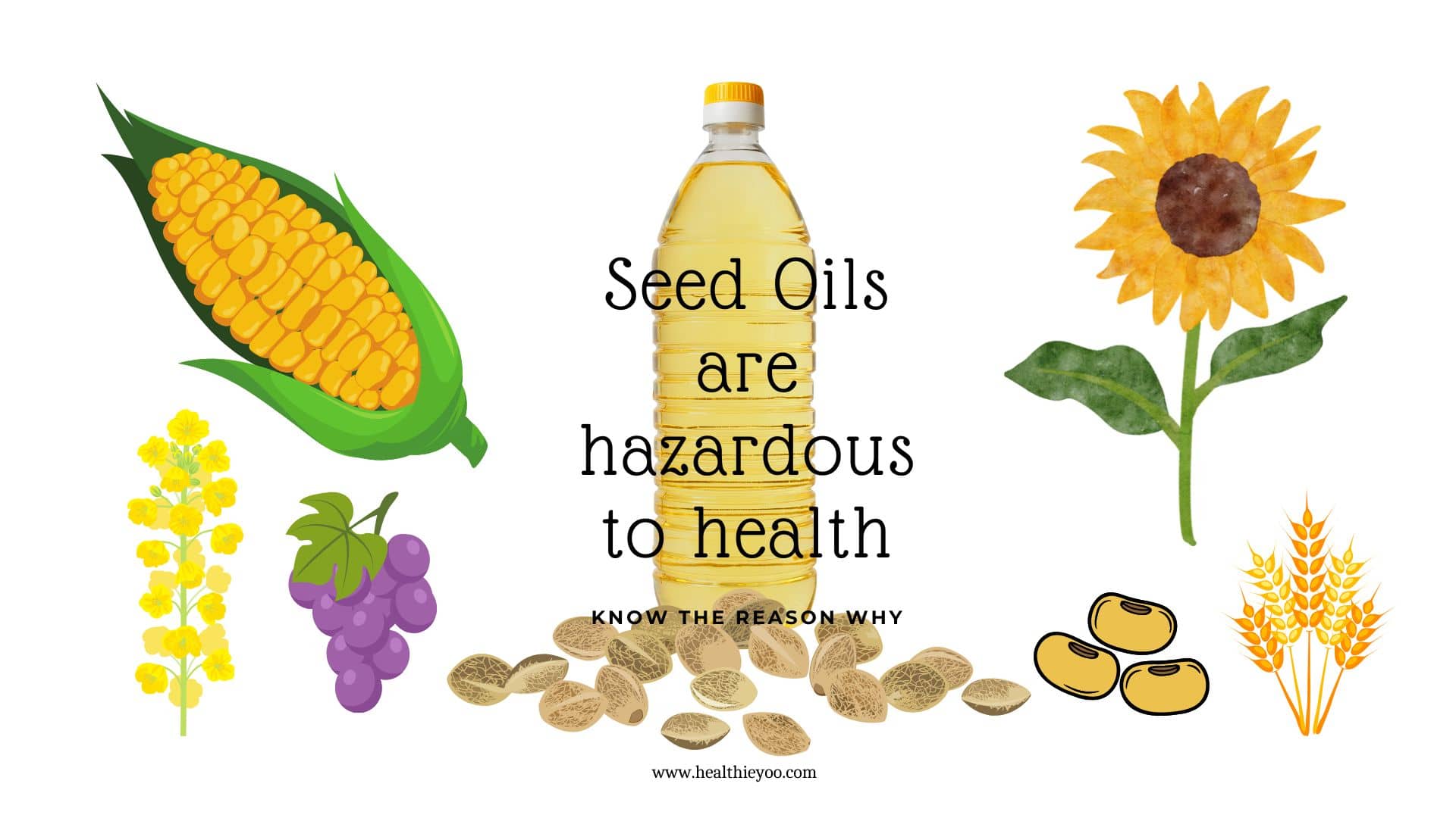 The Hazards Of Seed Oil Consumption Healthieyoo