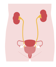 Genitourinary diseases, genitourinary, genitourinary disease, UTI, urinary tract infection, genitourinary health