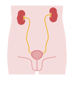 Genitourinary diseases, genitourinary, genitourinary disease, genitourinary health, urinary stress incontinence