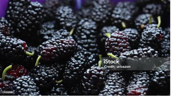 Mulberry, mulberries, Indian berries, Shahtoot