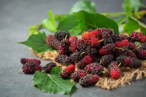 Mulberries, mulberry tree, mulberry silk