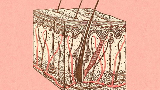 Diagram of hair with follicles, Hair detox, healthier scalp, how to detox your hair